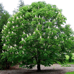    Aesculus hippocastanum 